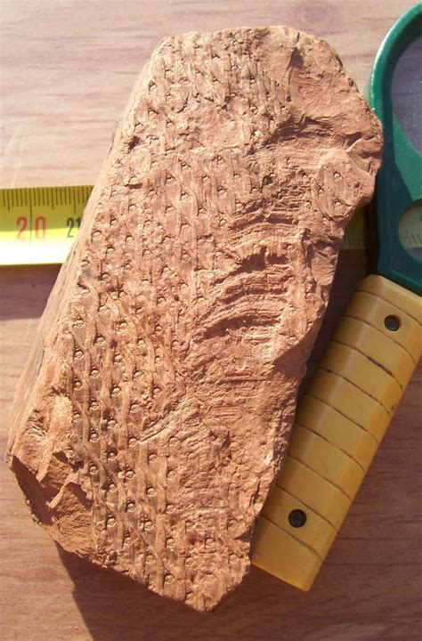 Lepidodendron veltheimii bark - Members Gallery - The Fossil Forum