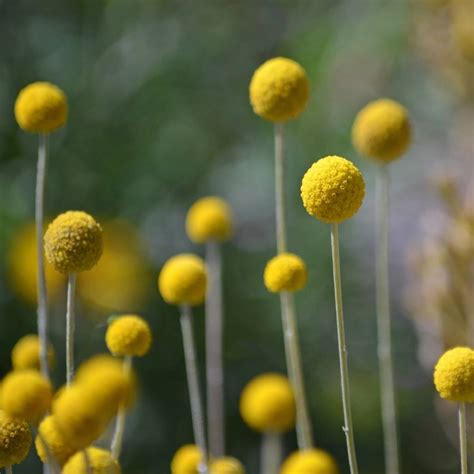 Yellow Australian Native Flowers | ubicaciondepersonas.cdmx.gob.mx