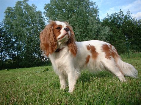 Cute Puppies and Dogs Pictures: Cavalier King Charles Spaniel Dog Reviews