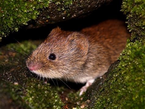 Bank Vole photographed by Roger Butterfield