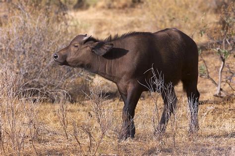 African Buffalo Calf - a photo on Flickriver