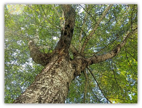 Quién a buen árbol se arrima, buena sombra le cobija. | Flickr