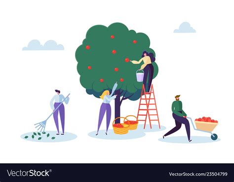 Farmer woman pick apple tree harvest with ladder Vector Image