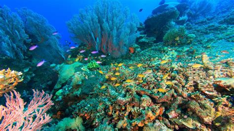 Bali Menjangan Snorkeling