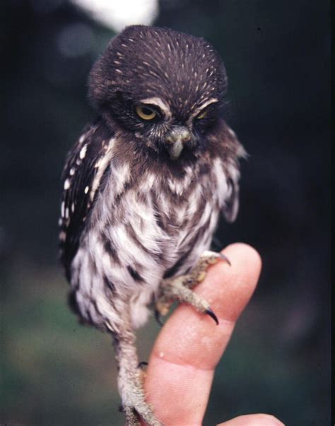 Northern Pygmy Owl | Плюшевая сова, Детеныши животных, Милые детеныши животных