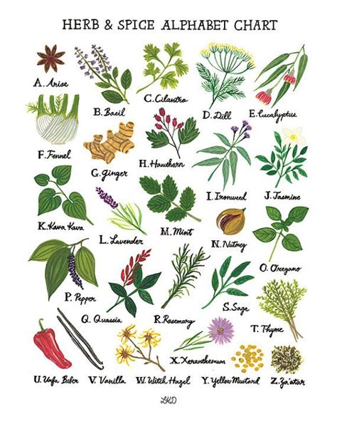 Herb & Spice Alphabet Chart Art Print | Etsy | Herbalism, Herbs, Medicinal herbs