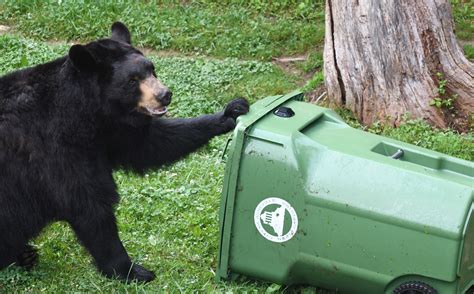 City of Asheville rolls out a fresh round of bear-resistant trash carts ...