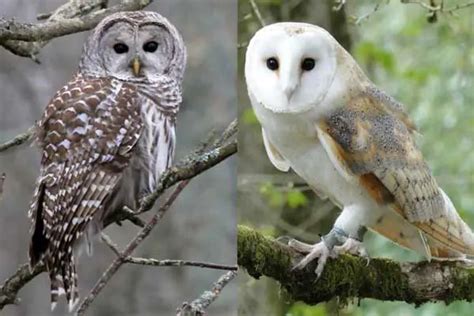 Barn Owl Vs Barred Owl: Identification, Differences, Similarities ...