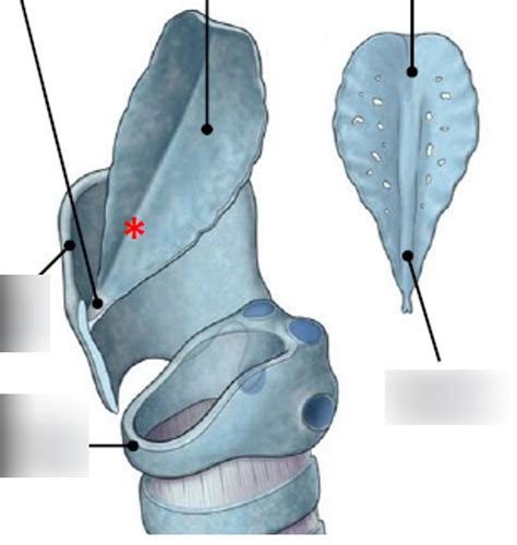 Diagram of epiglottis cartilage | Quizlet