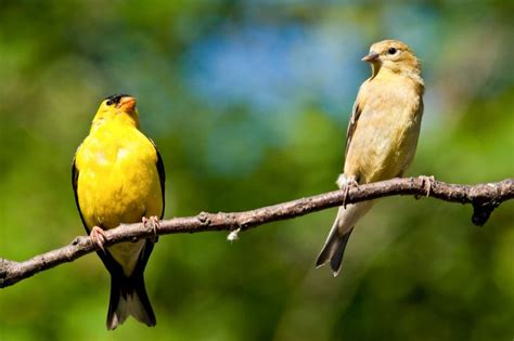 The Goldfinch Nest: American Goldfinch Nesting Habits - Daily Birder