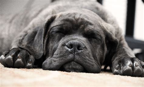 Baby Cane Corso a.k.a. Italian Mastiff- Please oh please!! | Cane corso ...