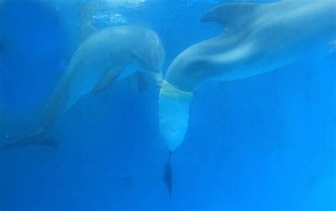 Winter Dolphin (@WinterDolphin) Influencer Profile | Klear