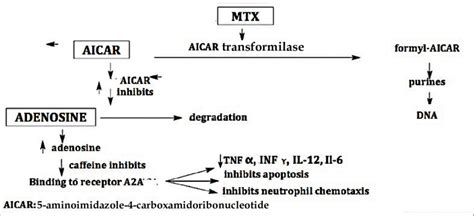 Schematic illustration of methotrexate action | Download Scientific Diagram