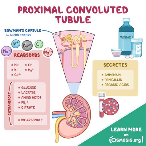 Proximal Convoluted Tubule Kidney