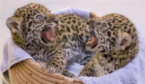 Significant Birth: These Two Baby Jaguars, at... - Magical Nature Tour