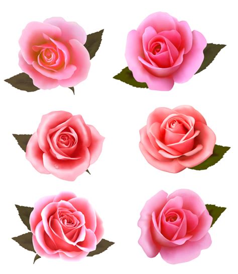 Realistic pink roses vector material - Vector Flower free download