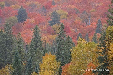 Fall Colour Report | Algonquin Provincial Park | The Friends of ...