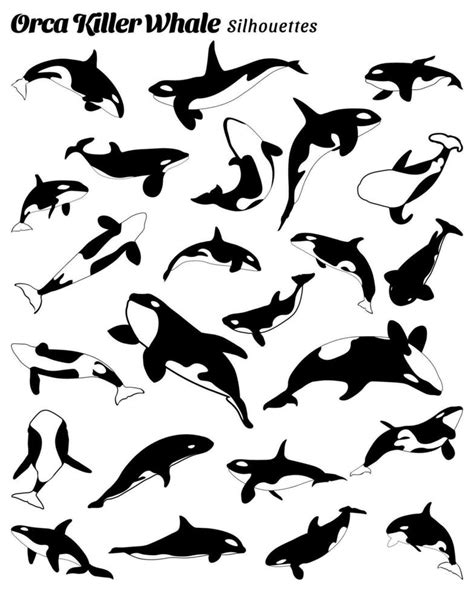 Orca whale silhouette. collection of killer whales of various styles ...