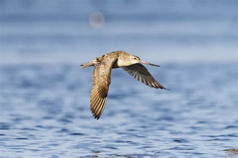 4-Month Old Bar Tailed Godwit Breaks Continuous Flight Record After ...