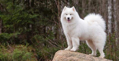 Samoyed Breed Guide (Lifespan, Size & Characteristics)