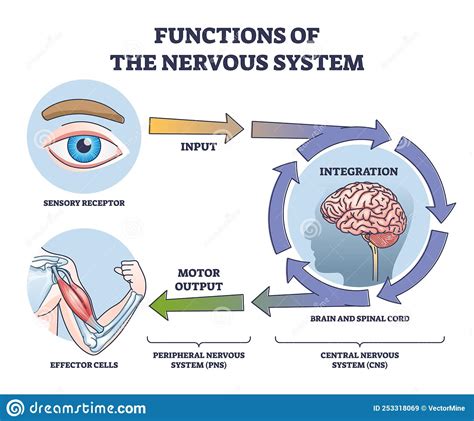 Functions of Nervous System from Receptor Input To Effector Outline Diagram Stock Vector ...