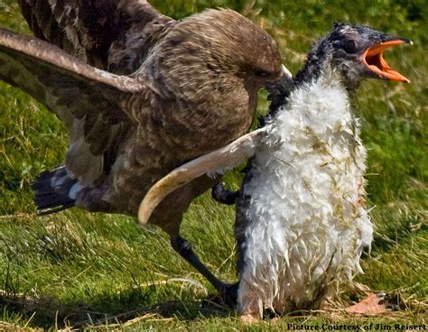 Skua attacks Penguin - a GORY BATTLE!!!