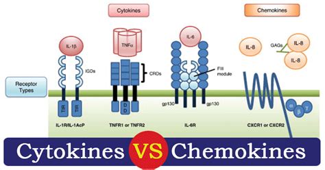 Cytokines vs Chemokines- Definition and 8 Major Differences