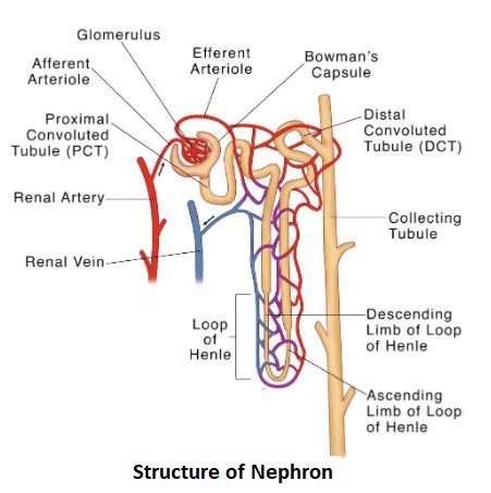 Nephron Function Diagram