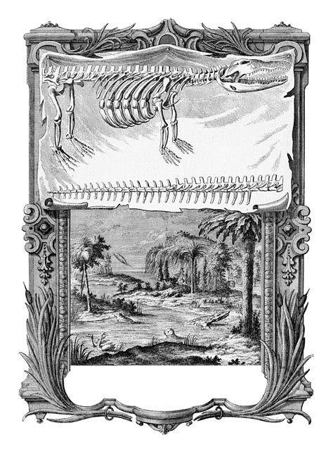Vintage Engraving Depicts The Progression Of The Animal Kingdom, White, Skull, Animal PNG ...