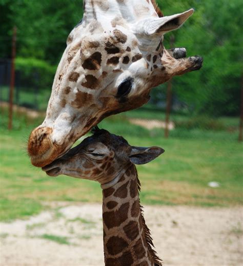 A baby Giraffe was born on exhibit at the Dickerson Park Zoo on May 19 ...