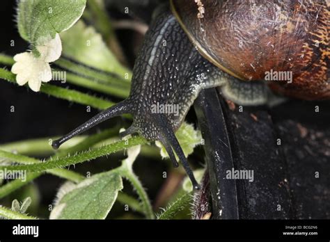 Common garden snail on plant Stock Photo - Alamy