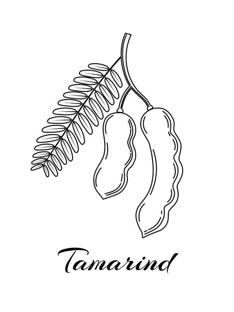 Sketch of tamarind or tamarindus indica, isolated on a white background. vector illustration ...