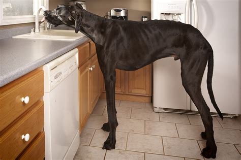 Zeus The Great Dane, World's Tallest Dog, Dies : The Two-Way : NPR