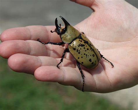 Maryland Biodiversity Project - Eastern Hercules Beetle (Dynastes tityus)