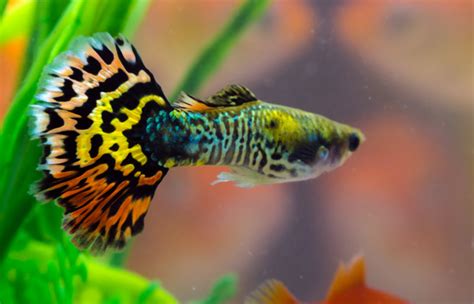 Premium Male Assorted Guppy Freshwater Aquarium Fish AzGardens.com