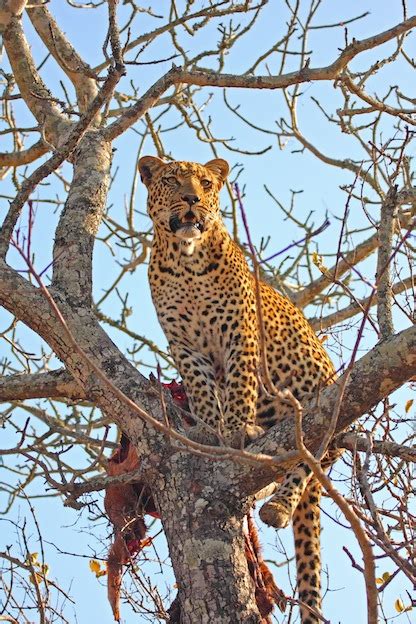 Leopard Feeding - Feline Facts and Information