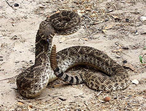 Venomous snakes cast springtime presence in Texas - San Antonio Express ...