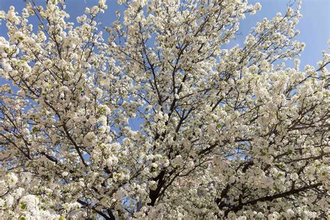 10 Varieties of Flowering Trees for Your Landscape