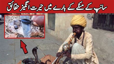 Saanp ka Manka | The Snake Stone | Real Story behind the Nagmani or ...