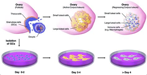 Corpus Luteum Function