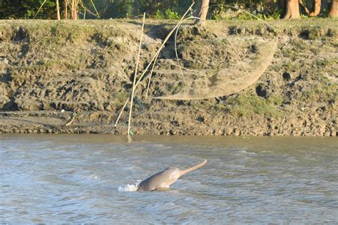 Critically endangered river dolphin spotted in India river - CGTN