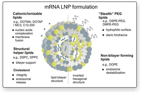 Schematic representation of mRNA lipid nanoparticles. The choice of the ...