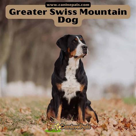 Greater Swiss Mountain Dog - Canine Pals