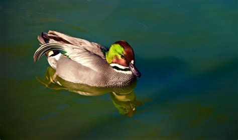 Waterfowl posing for a camera. | Smithsonian Photo Contest | Smithsonian Magazine