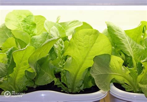 How to Grow Fresh Greens Inside Your Home All Year Long - The Provident Prepper