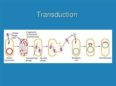 PPT - Gene Transfer in Bacteria and Bacteriophage PowerPoint Presentation - ID:202812