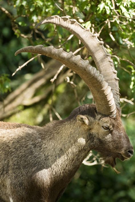 The Pyrenean Ibex Profile