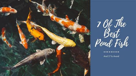 Pond Fish - 7 Great Choices (With Pictures) - AquariumStoreDepot