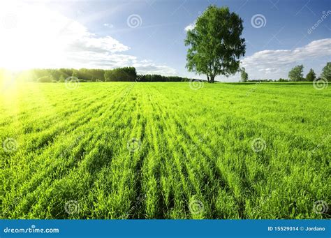 Sunset over meadow stock photo. Image of irregularly - 15529014