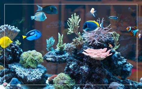 25 Best Saltwater Aquarium Fish Species (With Pictures)